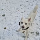 멍 레스트 수제간식 | 멍찬가게 강아지 수제간식 배송 후기 기호성까지 만족한 솔직 리뷰
