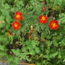 남대구초등학교 이미지