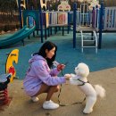 쿨한 강아지 네이버블로그
