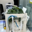 SC은행부산점 | 부산 영전화분 배달, SC제일은행 당일 승진화분 배송 후기