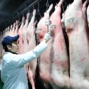 [한돈산업특집②] 돼지 및 돼지고기 유통구조의 변화와 시사점