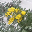 우상농장 이미지