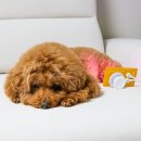 강아지 피부질환 피부 관리 광치료기 닥터펫 펫큐어레이 지컷