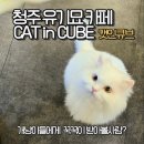 캣인큐브 이미지