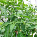 선우정경로당 이미지