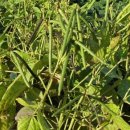 녹두밭빈대떡 이미지