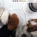 굴남이