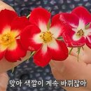 에버그로우