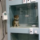수피아동물병원 이미지