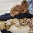 청화경로당 | 청도 애견동반펜션 : ‘머무르다_林 림’ 대형견 동반 가능 독채 펜션🧡