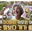 진돗개 30마리 키우는 여자 이미지