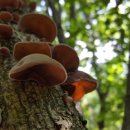 무주해바라기펜션호스텔 이미지