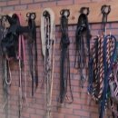 승마클럽 영풍 이미지