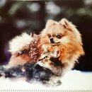 태화동물병원 이미지