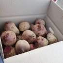 훈이네 농장 이미지