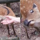 진사슴농장 이미지