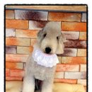 장화신은 고양이 & 강아지 미용 이미지