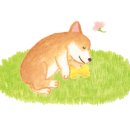 숑숑펫살롱 이미지