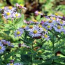 쑥부쟁이 이미지