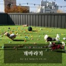 개바라기 | 대구 강아지 유치원 추천! 애견운동장 넓은 개바라기