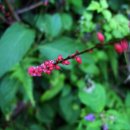 정산골 Daum카페