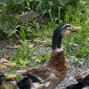 샤인히얼60 이미지