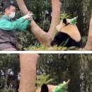 보따리판다