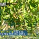 미나리가스 이미지