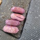 명촌 대패삼겹살 맛집 얼쑤 대박 터지는 집 대박집 후기