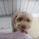 [펫츠비]7월 덴탈케어박스