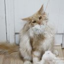 BEBECOON 네이버블로그