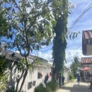 CEBU