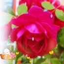 예쁜 덩굴장미 꽃 (마로니에 - 칵테일 사랑) 이미지