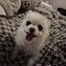 헬스케어메디칼디바이시스 | 하남애견마사지 반려동물 재활케어 리듬펫헬스케어 노견 산소방 후기