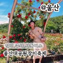 좋은효소화명본부 | 울산대공원 장미축제 일정 프로그램 주차 셔틀버스 정보