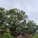 무등산편백나무휴양림~옥정호출렁다리 붕어섬생태공원 이미지