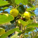 농업회사법인 유한회사 우리농장 이미지