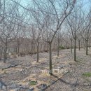 팽나무 농장 이미지