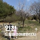 (주)드림스포츠 | 인천벚꽃명소 드림파크야생화단지 개화시기 주차정보