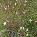 깐떼 | 서울나들이(부제 :쿠우쿠우 골드 구로점 방문후기, 한화불꽃놀이, 기차지연배상)