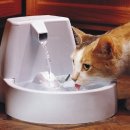 광주 고양이 분양 냥블리 광주점 이미지