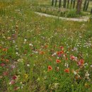 동그리김밥 이미지