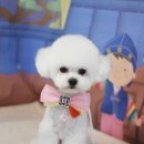 뽀송이네 펫살롱 이미지