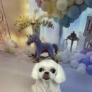 릴리줄리살롱 이미지