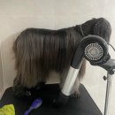 빅독 | 송파애견유치원 웰컴빅독 목욕후기