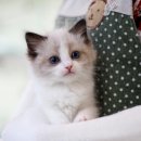 나는 고양이에 빠지다 이미지