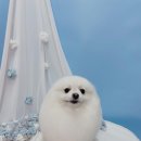 견생의하루 펫살롱 일산본점 이미지