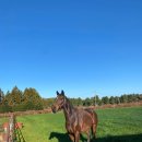 대연목장 이미지