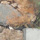 길량
