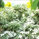 산사람농원(1) | 나무 심는 부지런한 일꾼! 오형선 이천시장예비후보